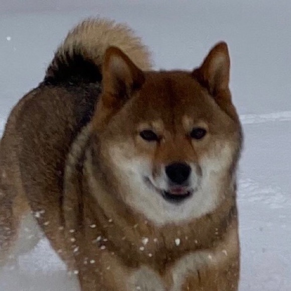 Meet your Posher, Amy - Picture 1 of 1